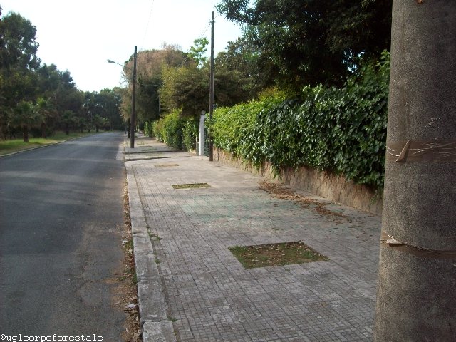 23 maggio 2011 Sabaudia: Il Verde è Vita